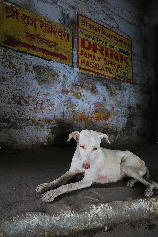 الكلاب المشردة في الهند