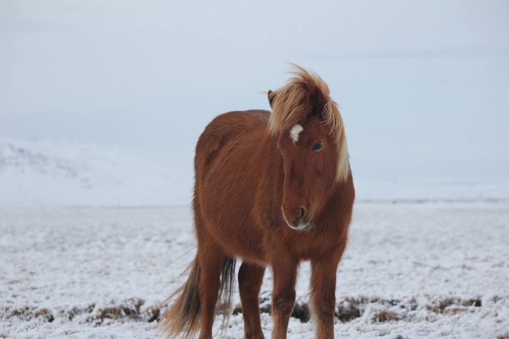 الخيول في ايسلندا